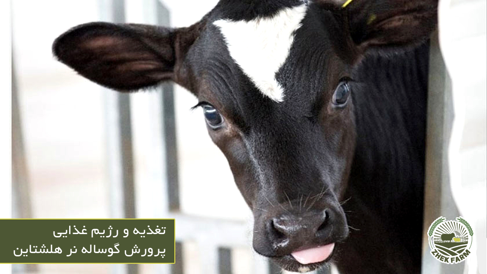 تغذیه و رژیم غذایی - پرورش گوساله نر هلشتاین