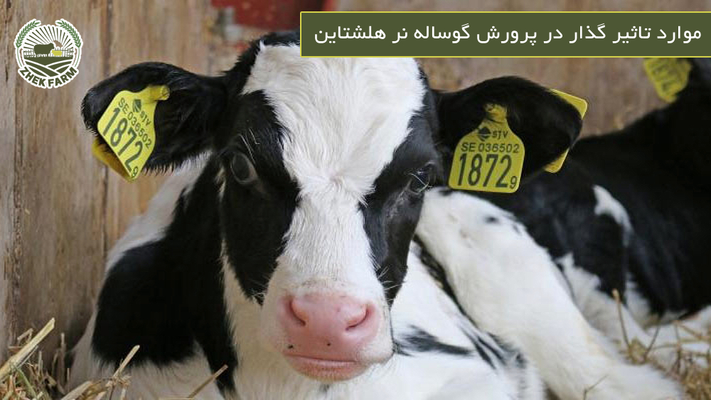 موارد تاثیر گذار در پرورش گوساله نر هلشتاین