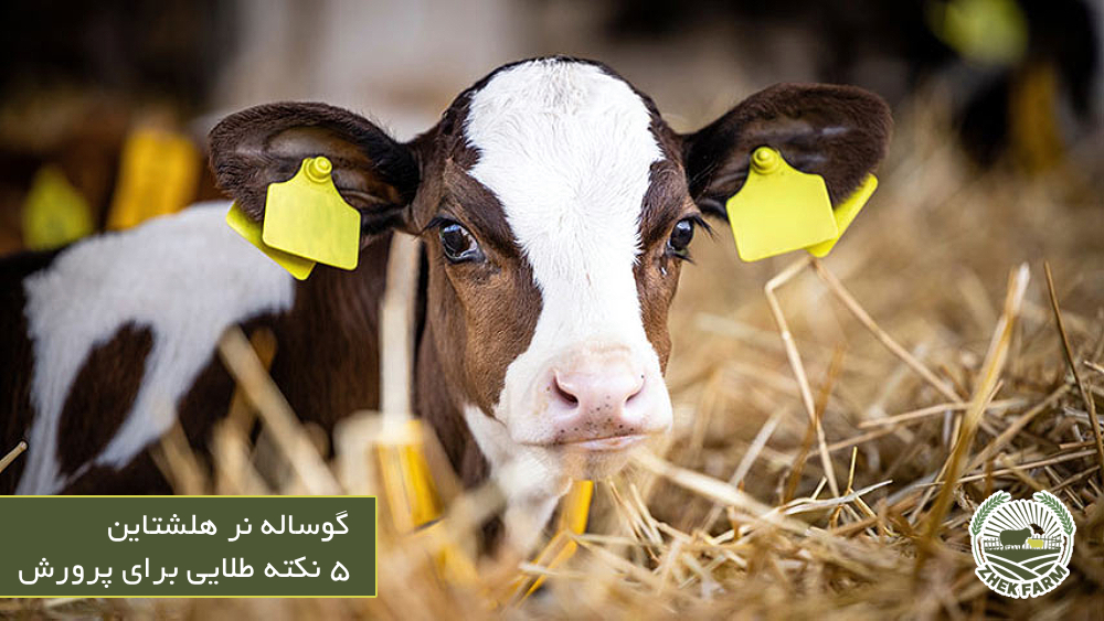 پرورش گوساله نر هلشتاین