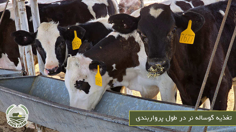 تغذیه گوساله نر در طول پرواربندی