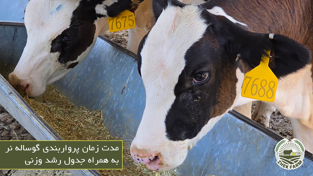 مدت زمان پرواربندی گوساله نر