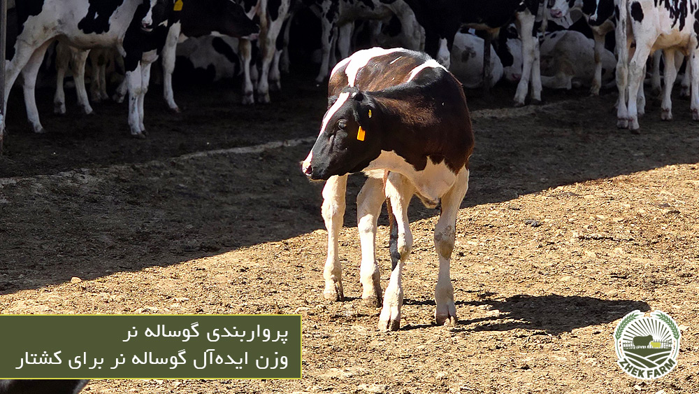 وزن ایده‌آل گوساله نر برای کشتار