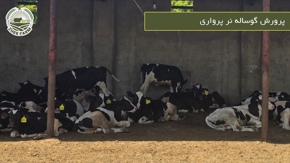 پرورش گوساله نر پرواری