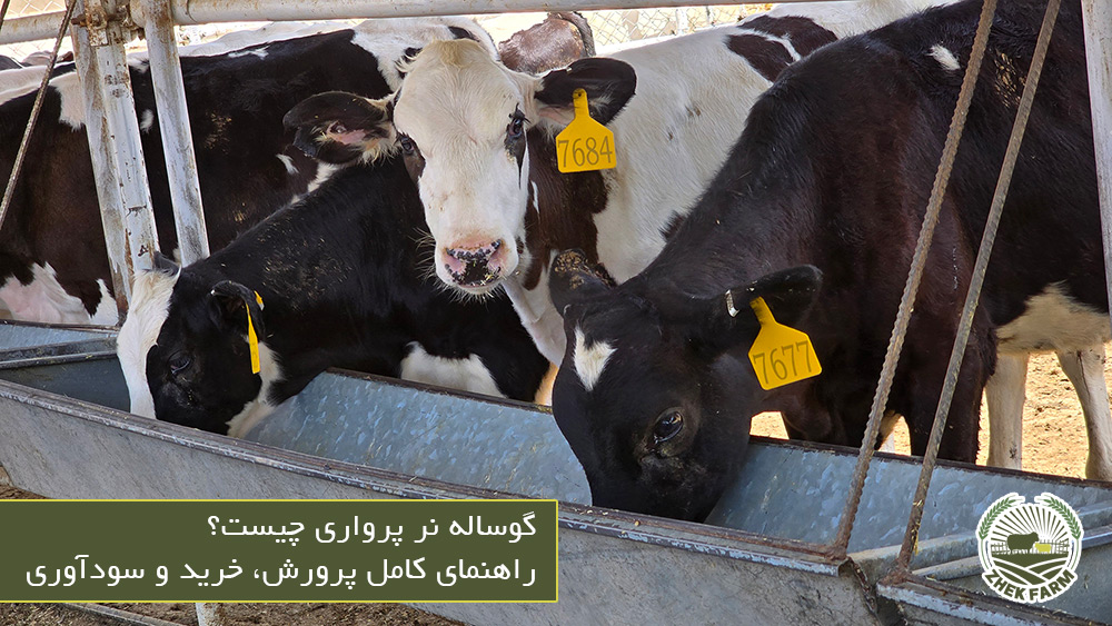 گوساله نر پرواری چیست