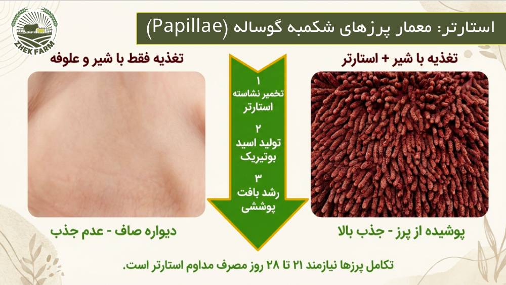 استارتر، معمار پرزهای شکمبه گوساله