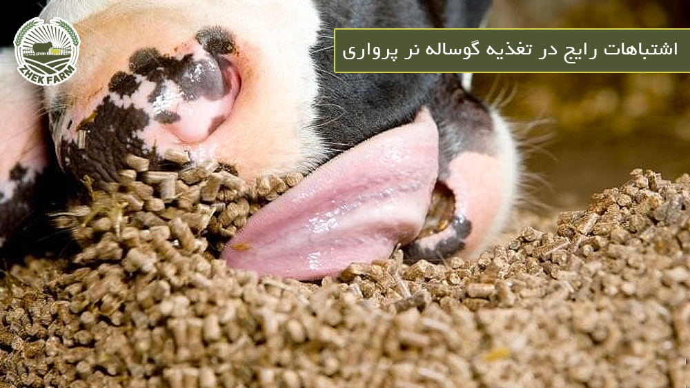اشتباهات رایج در تغذیه گوساله نر پرواری