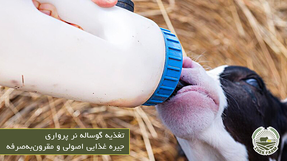 تغذیه گوساله نر پرواری