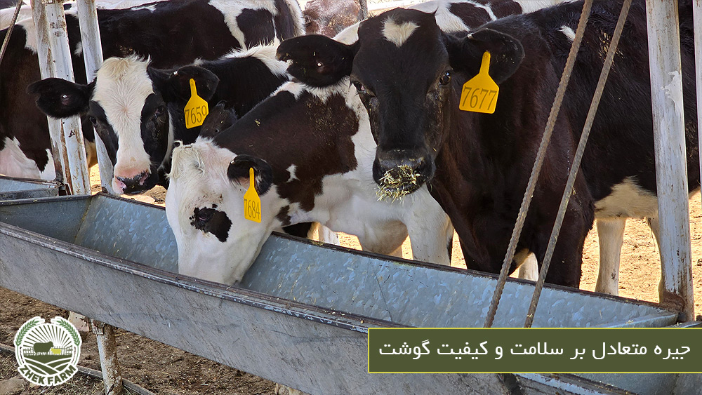 جیره متعادل بر سلامت و کیفیت گوشت