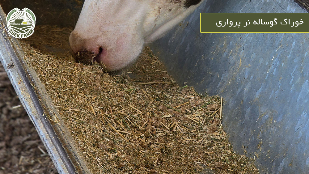خوراک گوساله نر پرواری