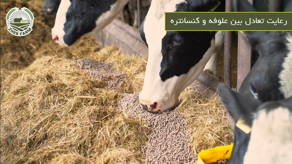 رعایت تعادل بین علوفه و کنسانتره