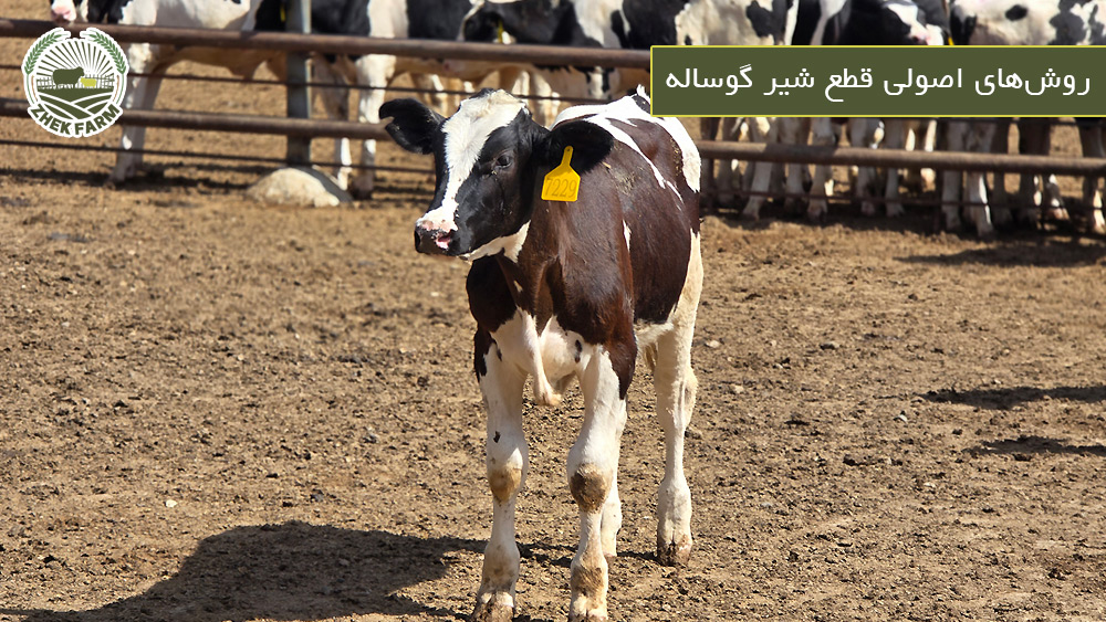 روش‌های اصولی قطع شیر گوساله