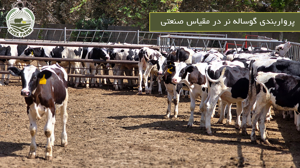 پرواربندی گوساله نر در مقیاس صنعتی