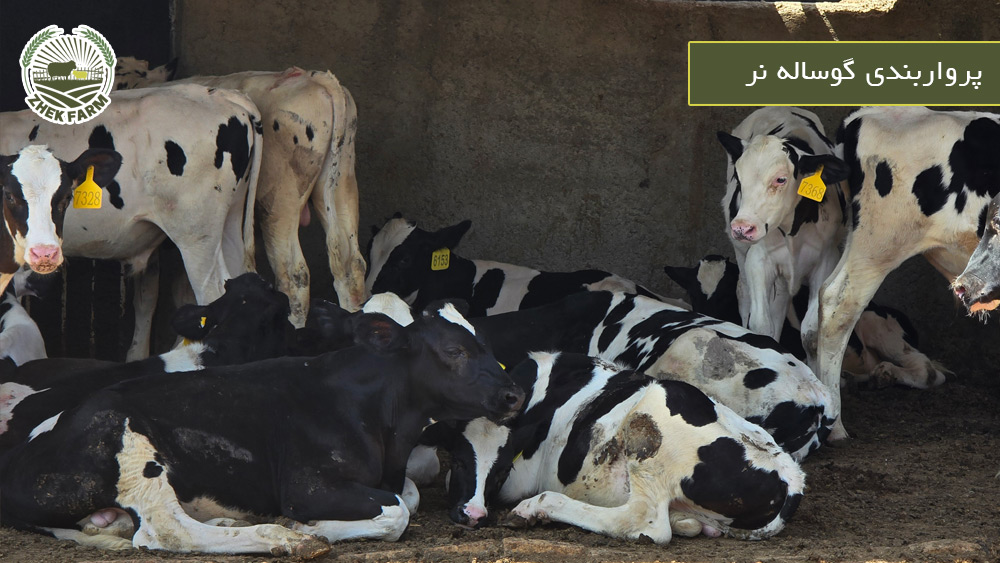 تفاوت پرواربندی سبک و سنگین برای گوساله نر پرواری