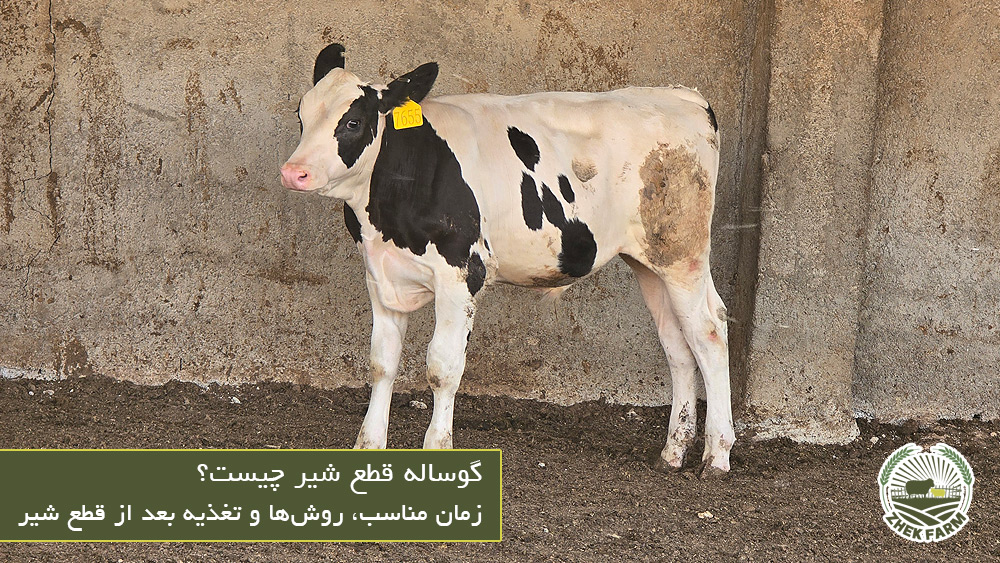 گوساله قطع شیر چیست