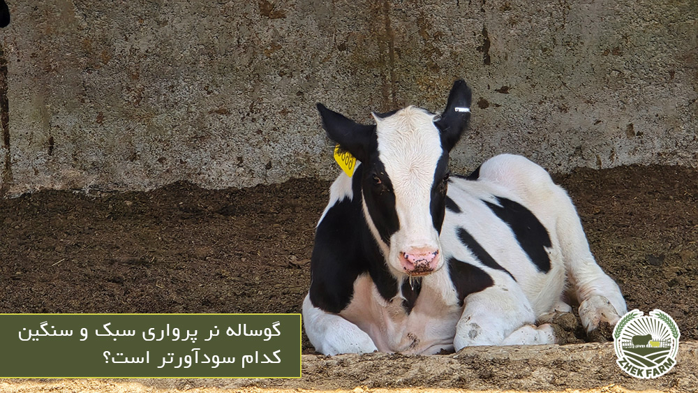 گوساله نر پرواری سبک و سنگین