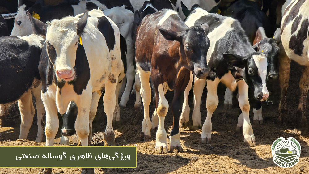 ویژگی های ظاهری گوساله صنعتی