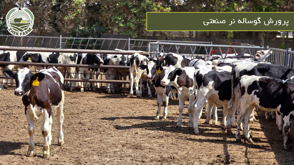 پرورش گوساله نر صنعتی