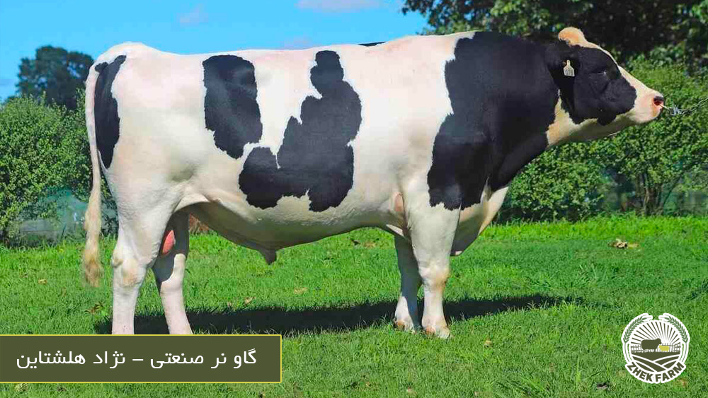 گاو نر صنعتی - نژاد هلشتاین