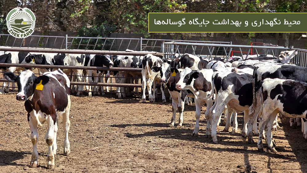 محیط نگهداری و بهداشت جایگاه گوساله‌ها