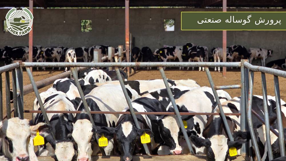 پرورش گوساله صنعتی