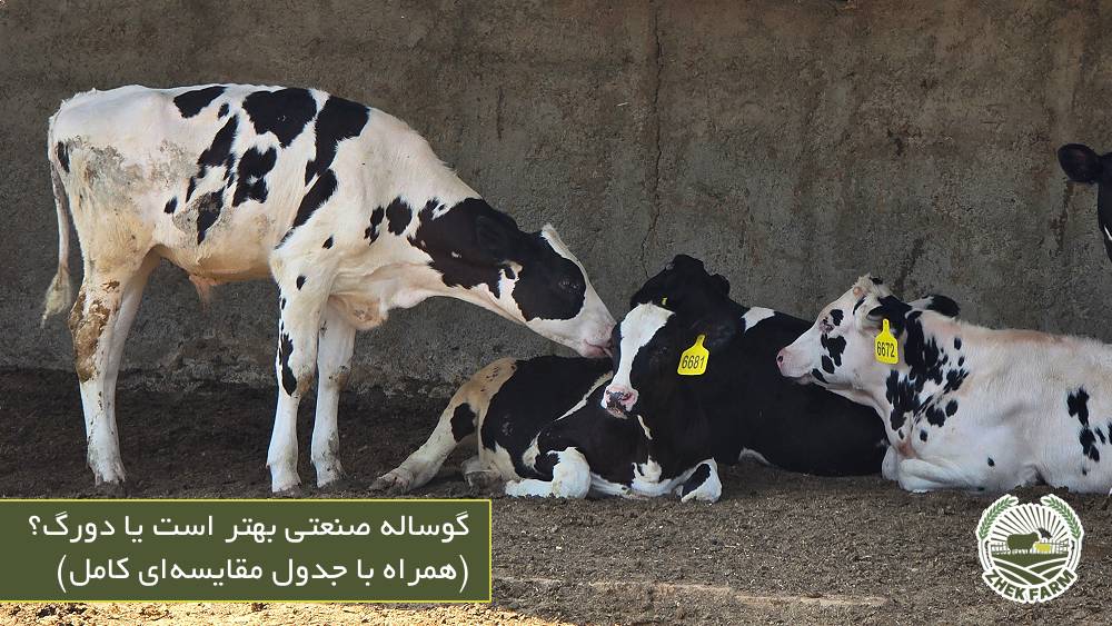 گوساله صنعتی یا دورگ