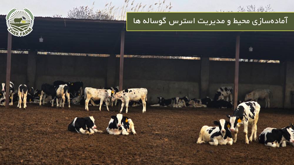 آماده‌سازی محیط و مدیریت استرس گوساله ها