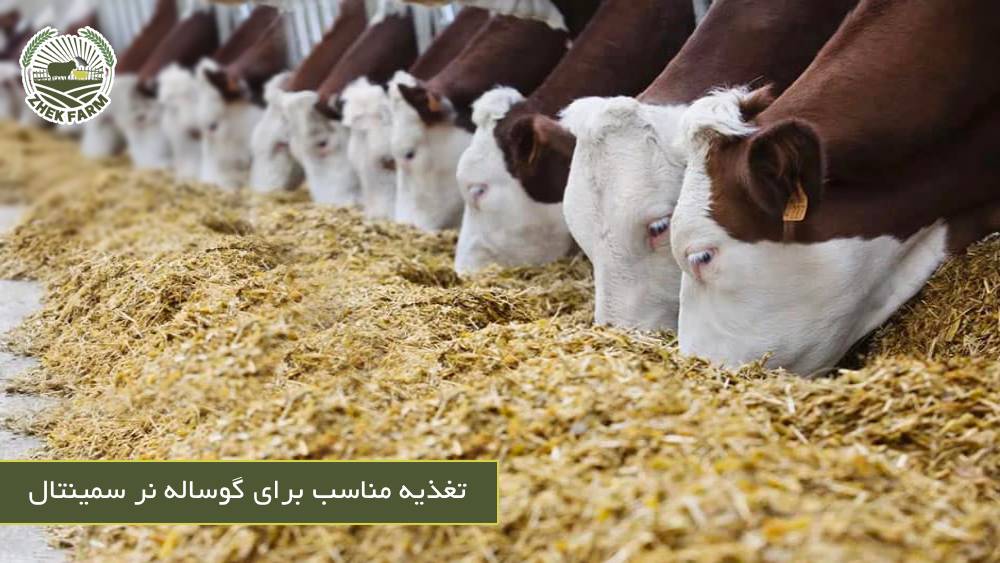 تغذیه مناسب برای گوساله نر سمینتال