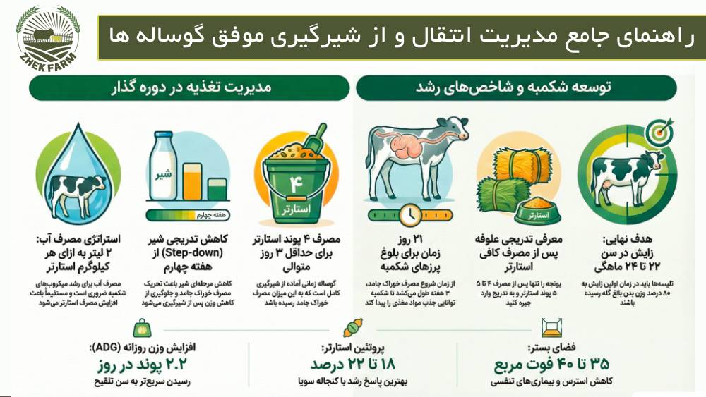 راهنمای جامع مدیریت انتقال و از شیرگیری موفق گوساله ها
