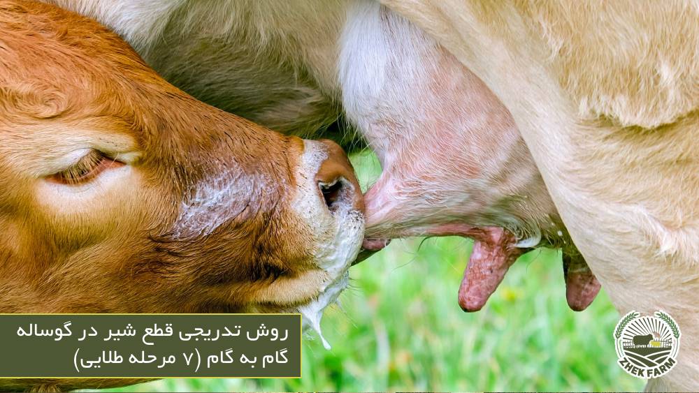 روش تدریجی قطع شیر در گوساله