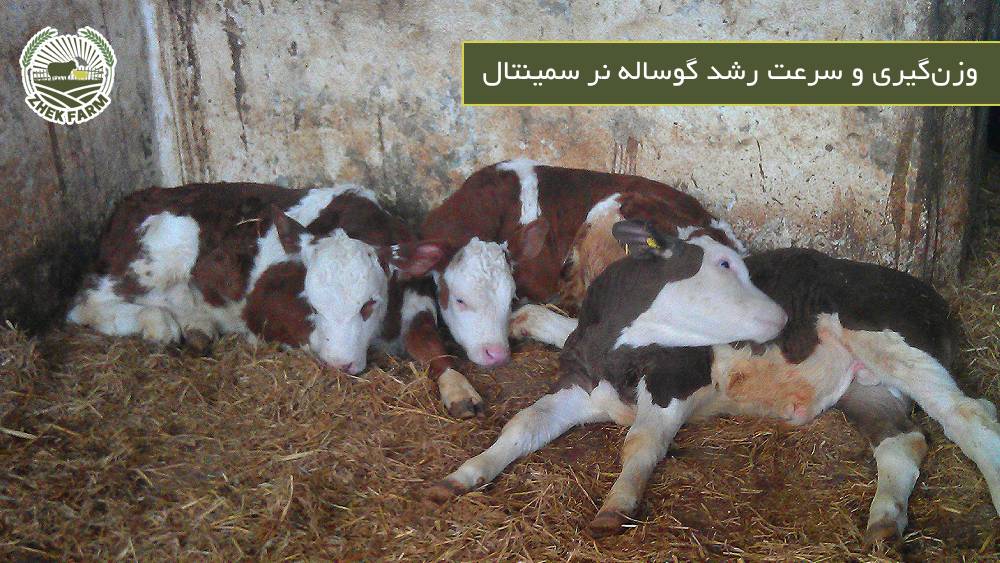 وزن گیری و سرعت رشد گوساله نر سمینتال