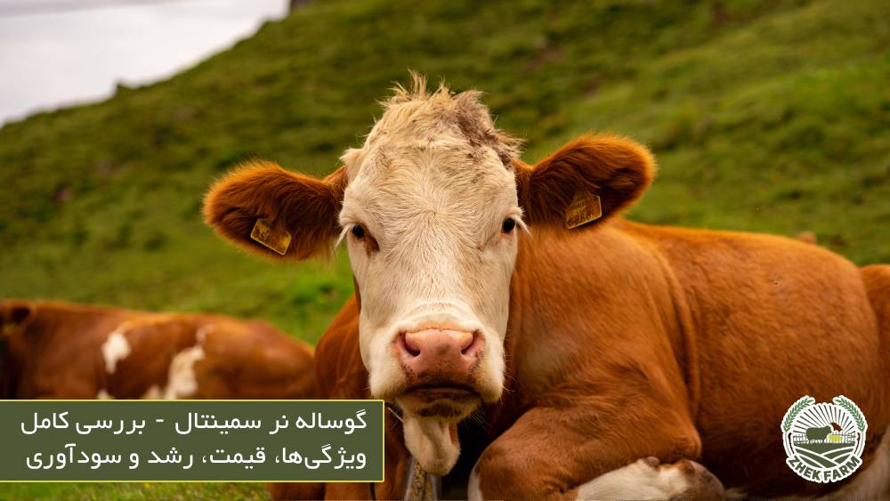 گوساله نر سمینتال