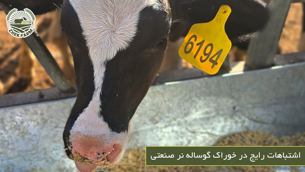 اشتباهات رایج در خوراک گوساله نر صنعتی