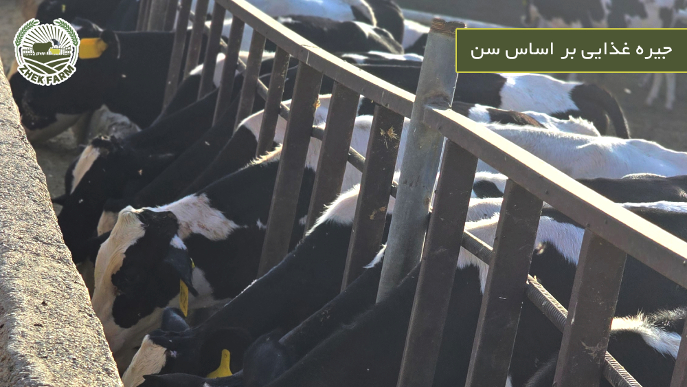 جیره غذایی بر اساس سن - گوساله نر صنعتی