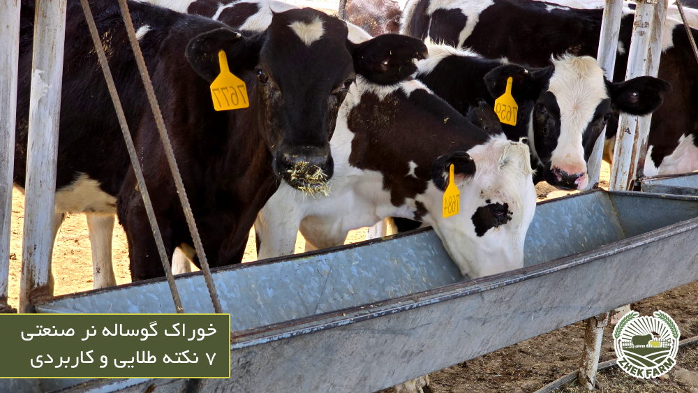 خوراک گوساله نر صنعتی